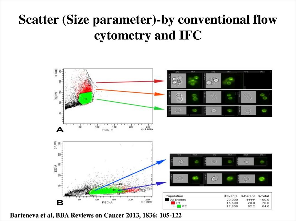 Scatter (Size parameter)-by conventional flow cytometry and IFC