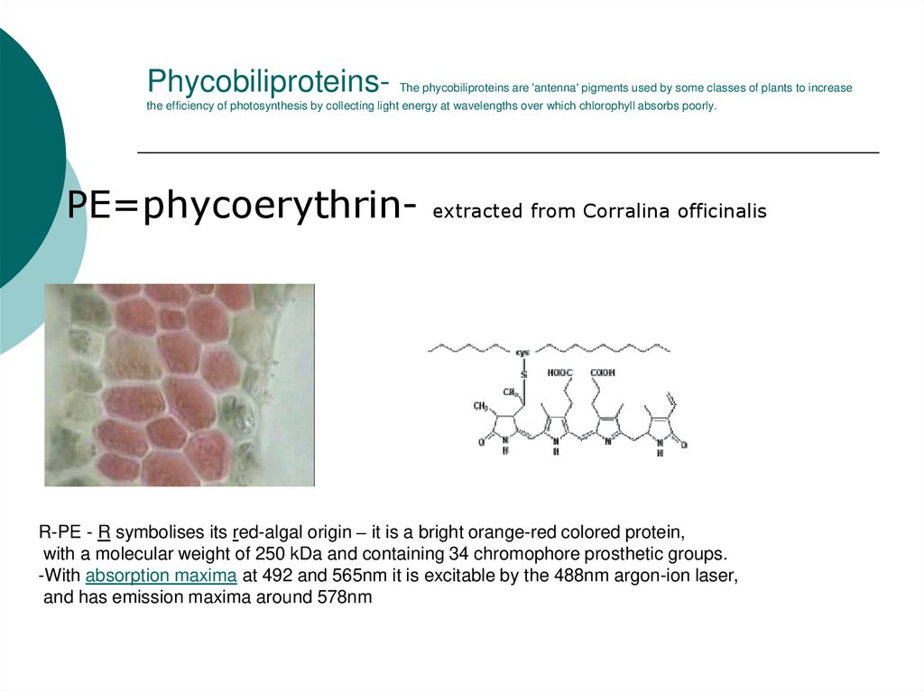 Phycobiliproteins- The phycobiliproteins are 'antenna' pigments used by some classes of plants to increase the efficiency of