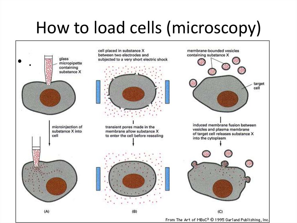 How to load cells (microscopy)