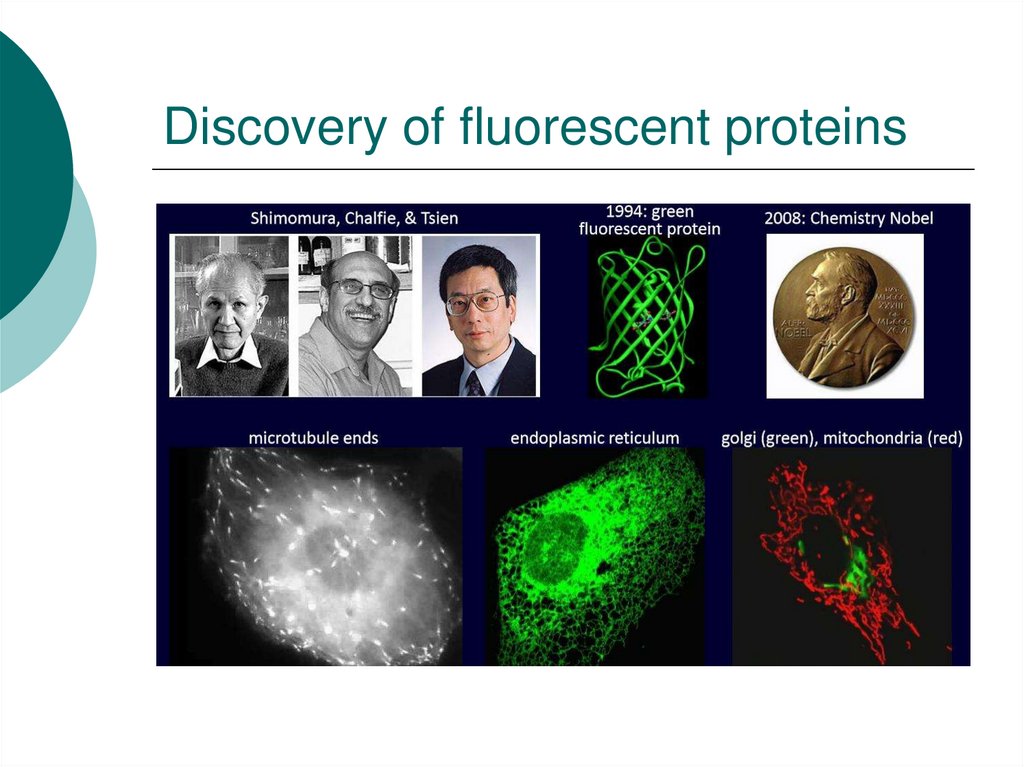 Discovery of fluorescent proteins