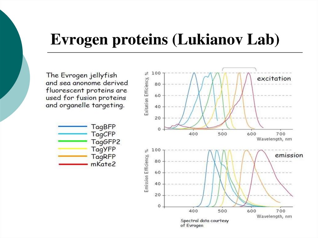Evrogen proteins (Lukianov Lab)