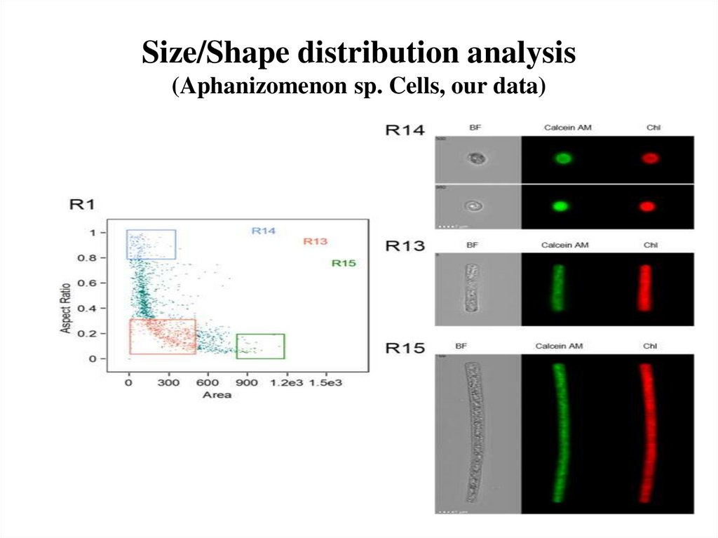 Size/Shape distribution analysis (Aphanizomenon sp. Cells, our data)