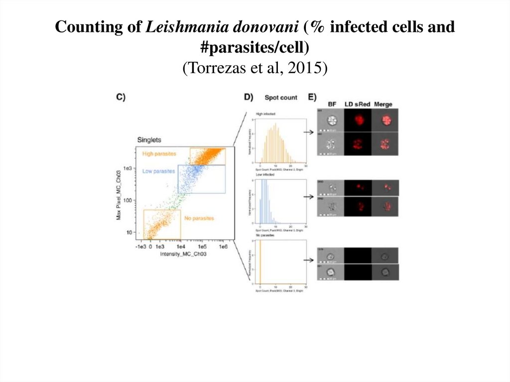 Counting of Leishmania donovani (% infected cells and #parasites/cell) (Torrezas et al, 2015)
