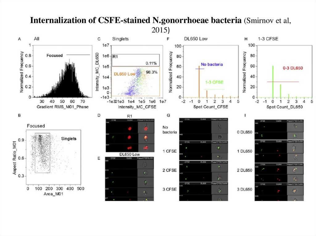 Internalization of CSFE-stained N.gonorrhoeae bacteria (Smirnov et al, 2015)