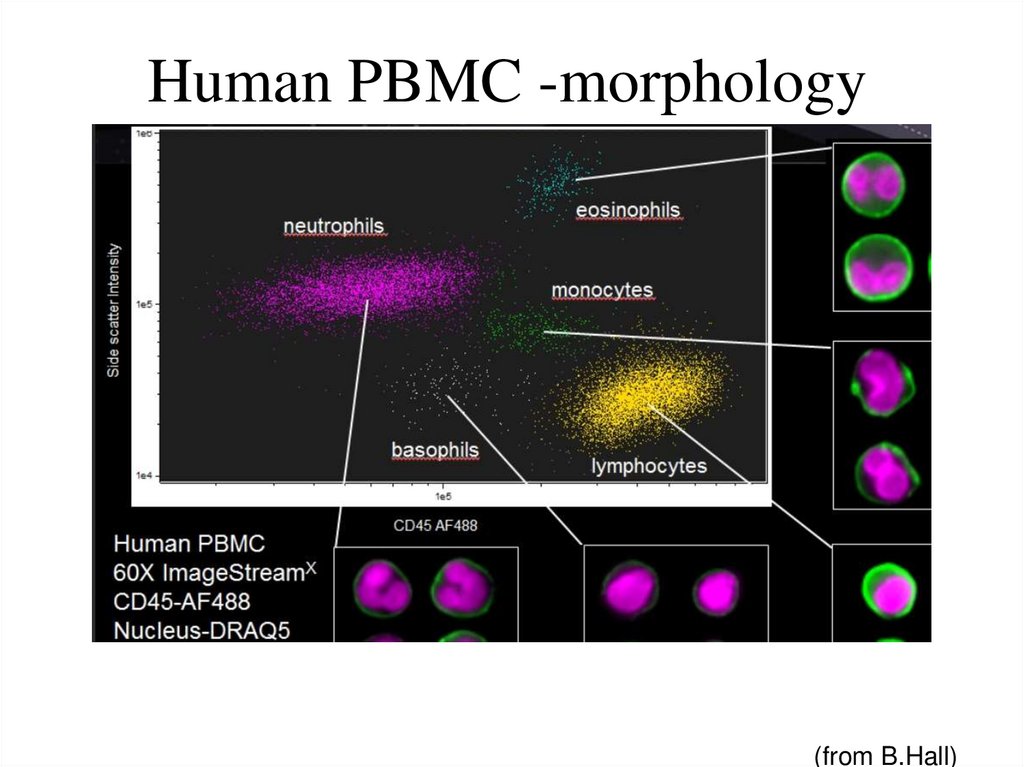 Human PBMC -morphology