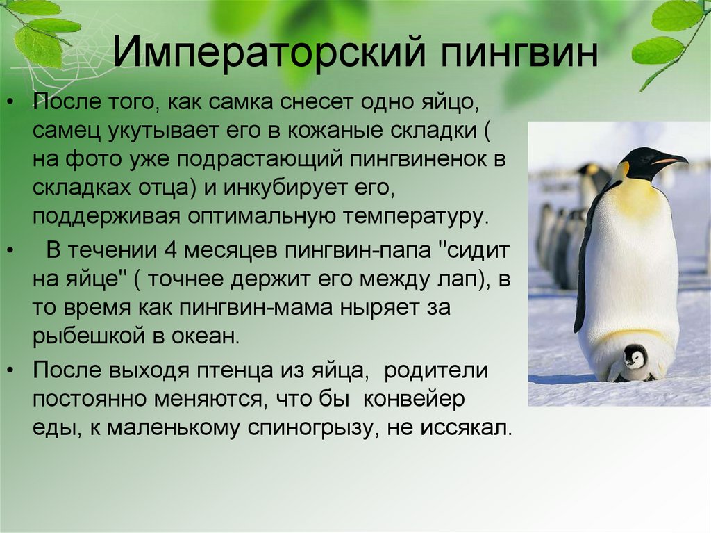 Как птицы заботятся о своем потомстве 7 класс проект