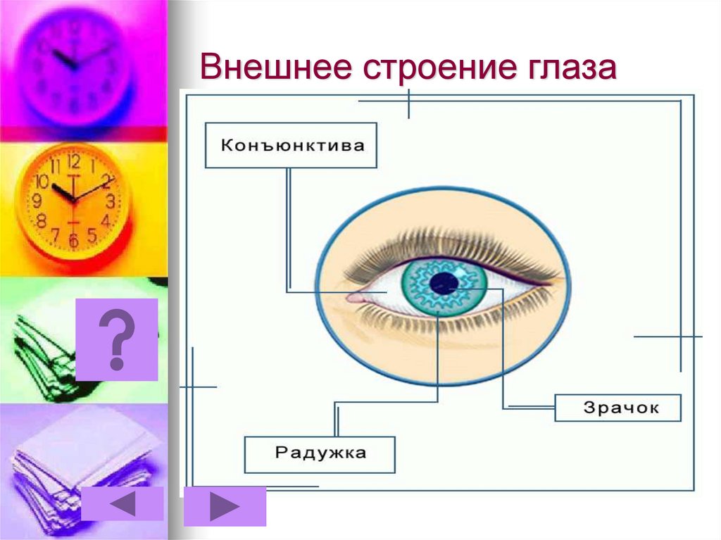 Строение глаза физика 9