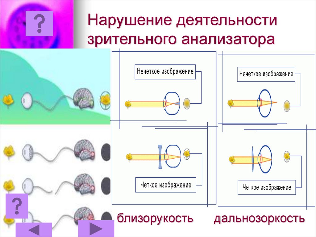 Орган зрения зрительный анализатор презентация 8 класс