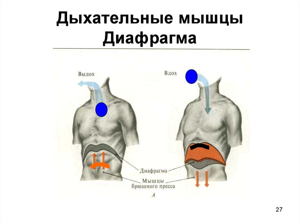 Дыхательные мышцы. Дыхательная мышца диафрагма. Дыхательная мускулатура. Форсированное дыхание мышцы. Форсированное дыхание физиология.