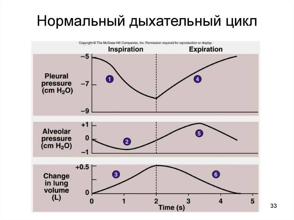 Дыхательный цикл. Фазы дыхательного цикла. Основные фазы дыхательного цикла и механизмы. Дыхательный цикл таблица. Физиологические характеристики дыхательного цикла.