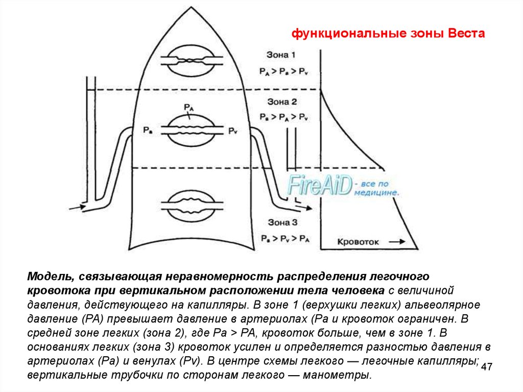 West zone. Зона Веста физиология. Зоны Веста в легких. Зоны Веста в легких физиология. Зоны вентиляции легких.