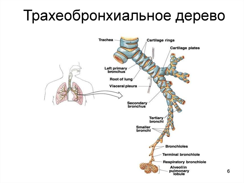 Схема бронхов эндоскопия