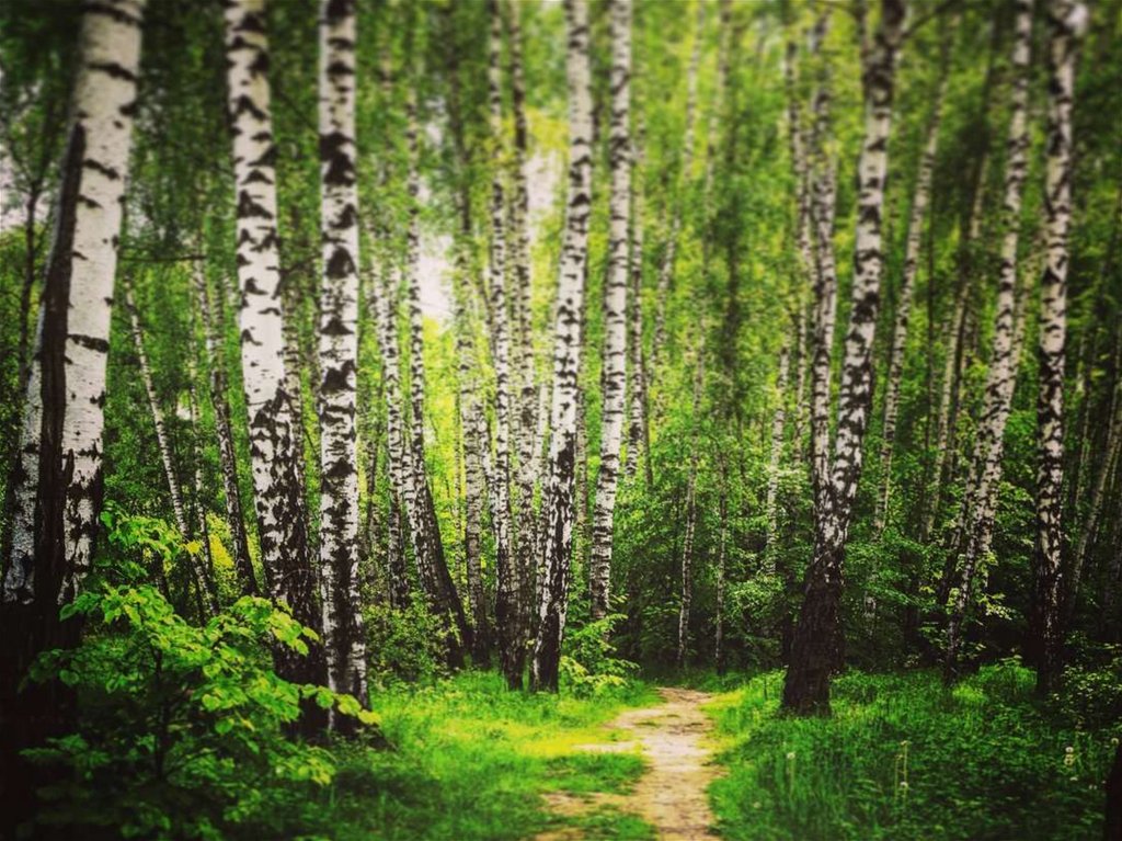 Красивые березовый лес. Природа березы. Березовый лес. Зелень березы. Зеленые леса России.