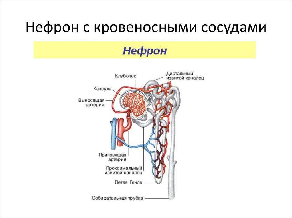 Нефрон почки рисунок с подписями