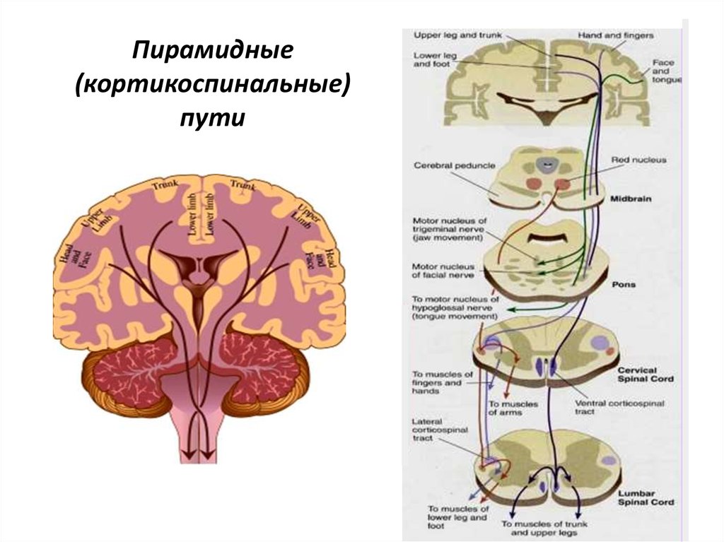 Схема пирамидальных путей