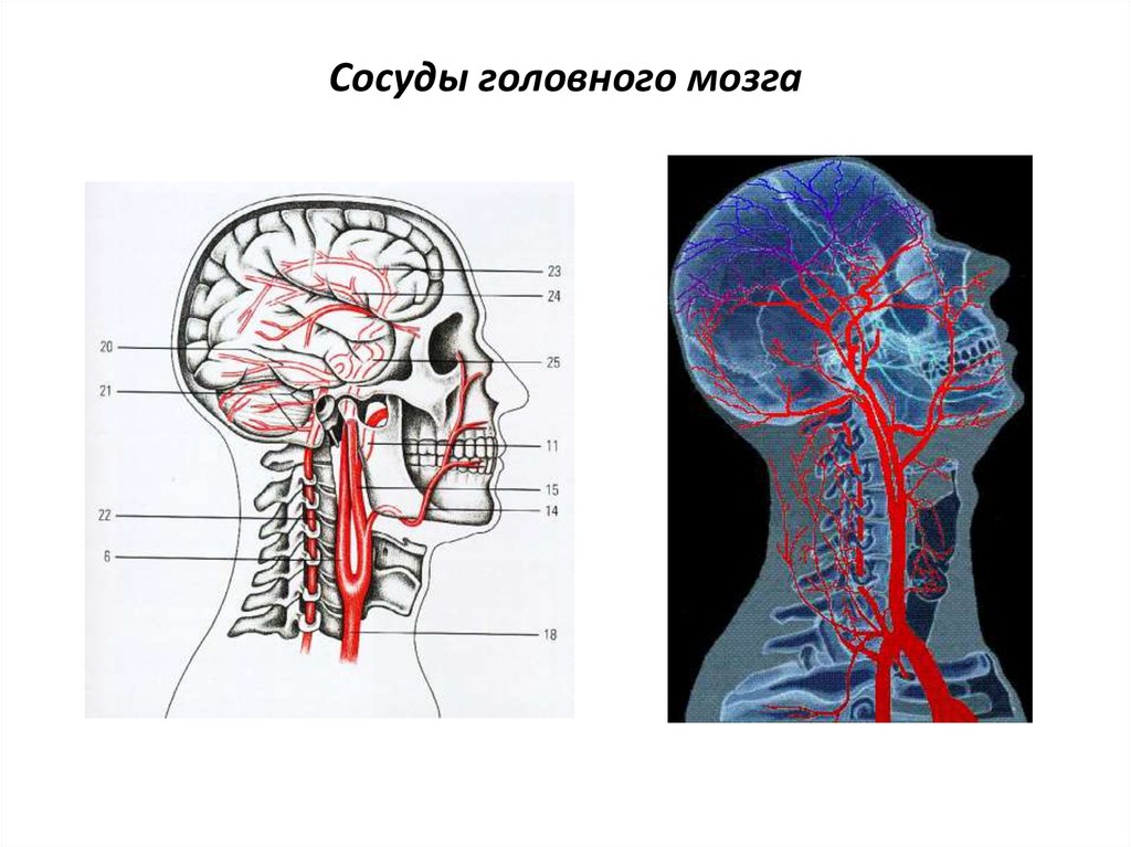 Помочь сосудам головы. Капилляры головного мозга. Расположение сосудов головного мозга.