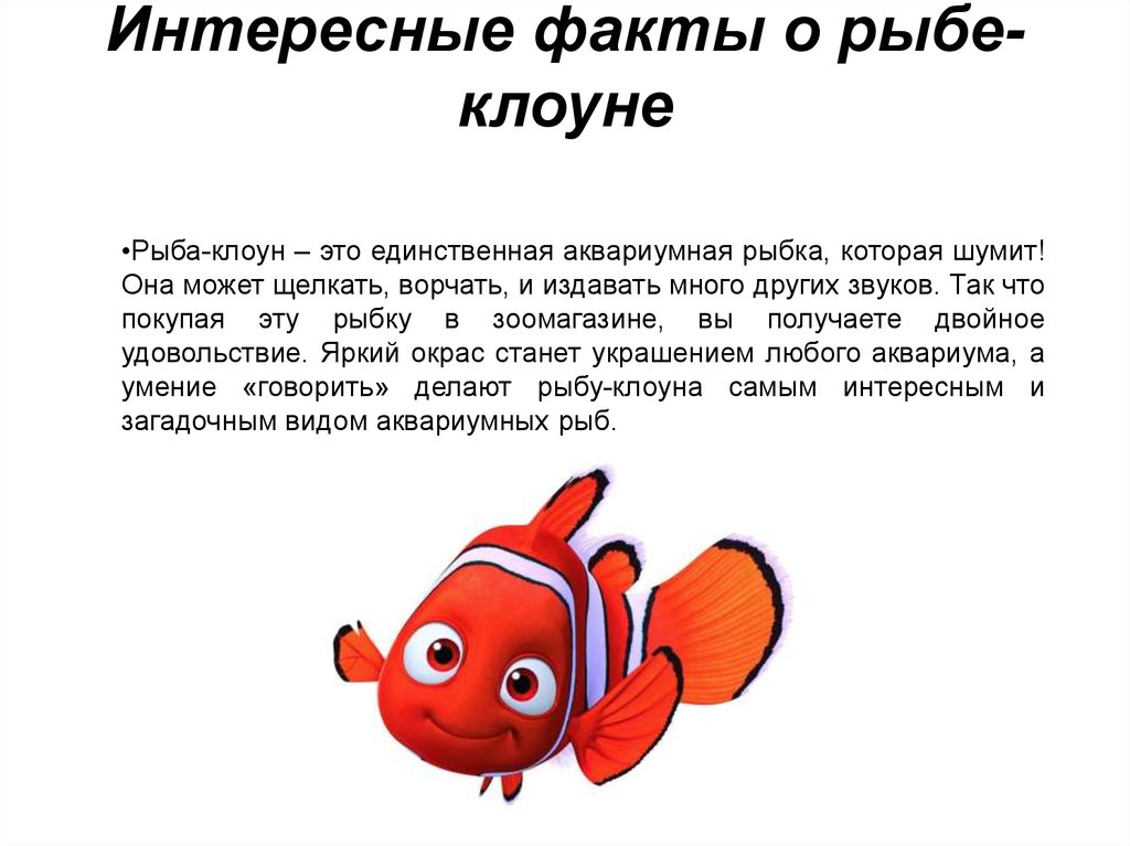 Рыбы описание для детей. Рыба клоун рассказ. Рыба клоун доклад 2 класс. Рыба клоун для детей информация. Рассказ о рыбе 3 класс рыба клоун.