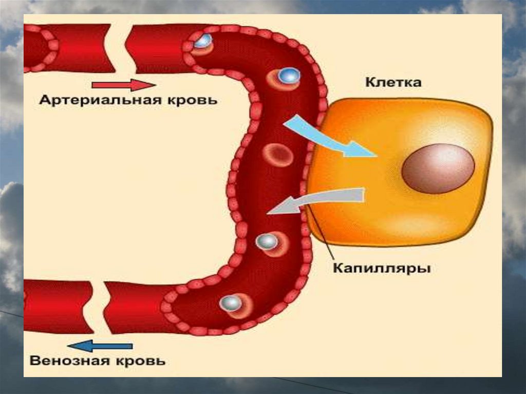 Газообмен в капиллярах. Газообмен в клетках. Газообмен в клетках тканей. Движение крови в капиллярах.