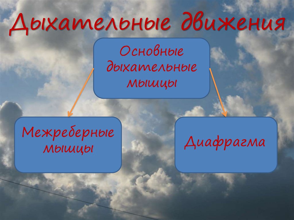 При дыхании мало воздуха. Дыхательные движения. Дыхательные движения и их регуляция. Дыхание в тканях.