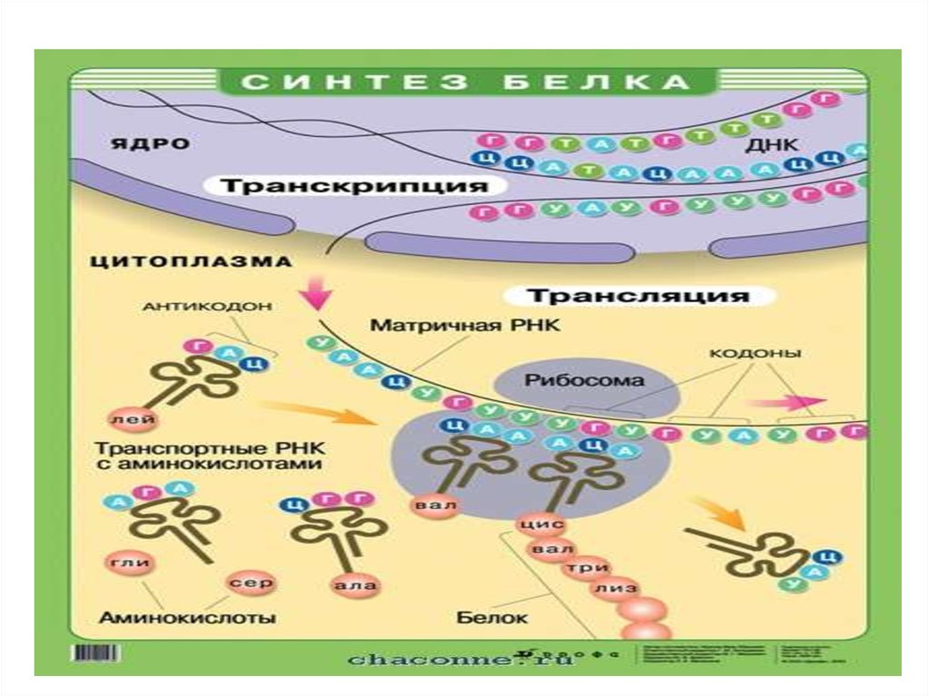 Транскрипция и трансляция схема