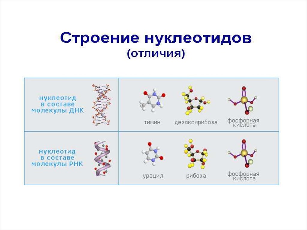 Матричные нуклеиновые кислоты. Биосинтез нуклеиновых кислот. Нуклеиновые кислоты презентация. Модификация нуклеиновых кислот.