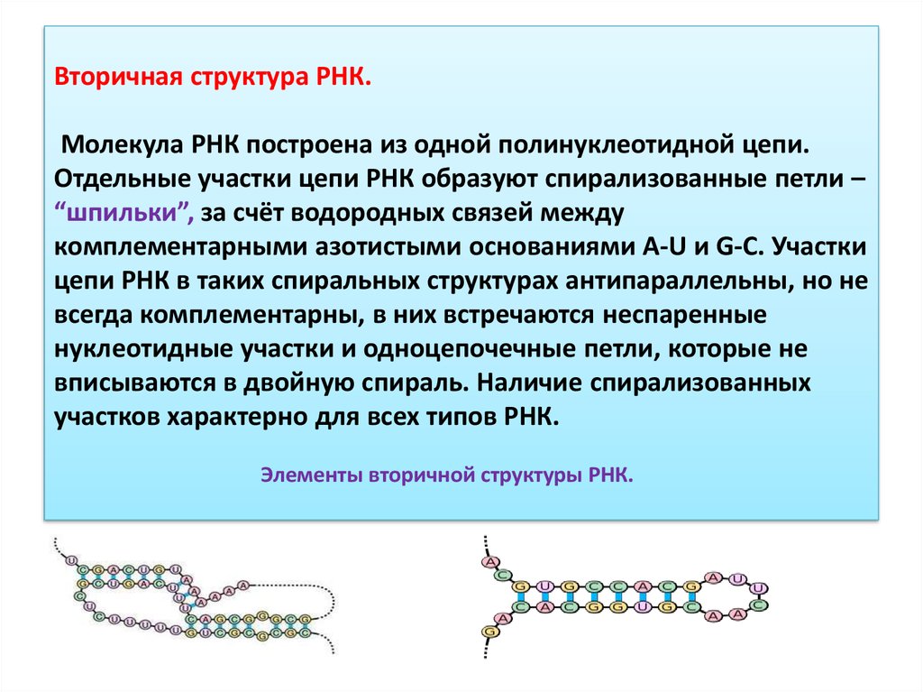 Полинуклеотидная цепь связи