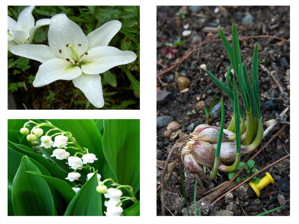 Три примера лилейных. Liliaceae семейство. Мелантовые Лилейные. Покрытосеменные Лилейные. Лилейные Буфадиенолиды.