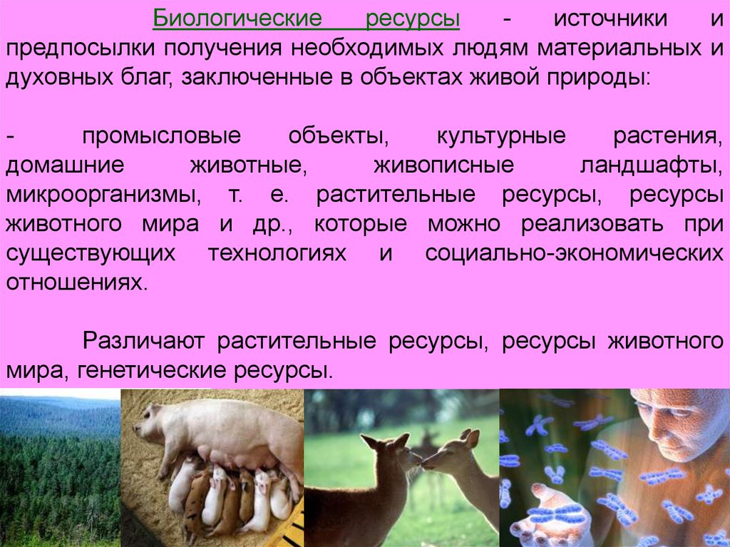 Характеристика объекта живой природы животные. Биологические ресурсы. Биологические природные ресурсы. Биологические ресурсы России.