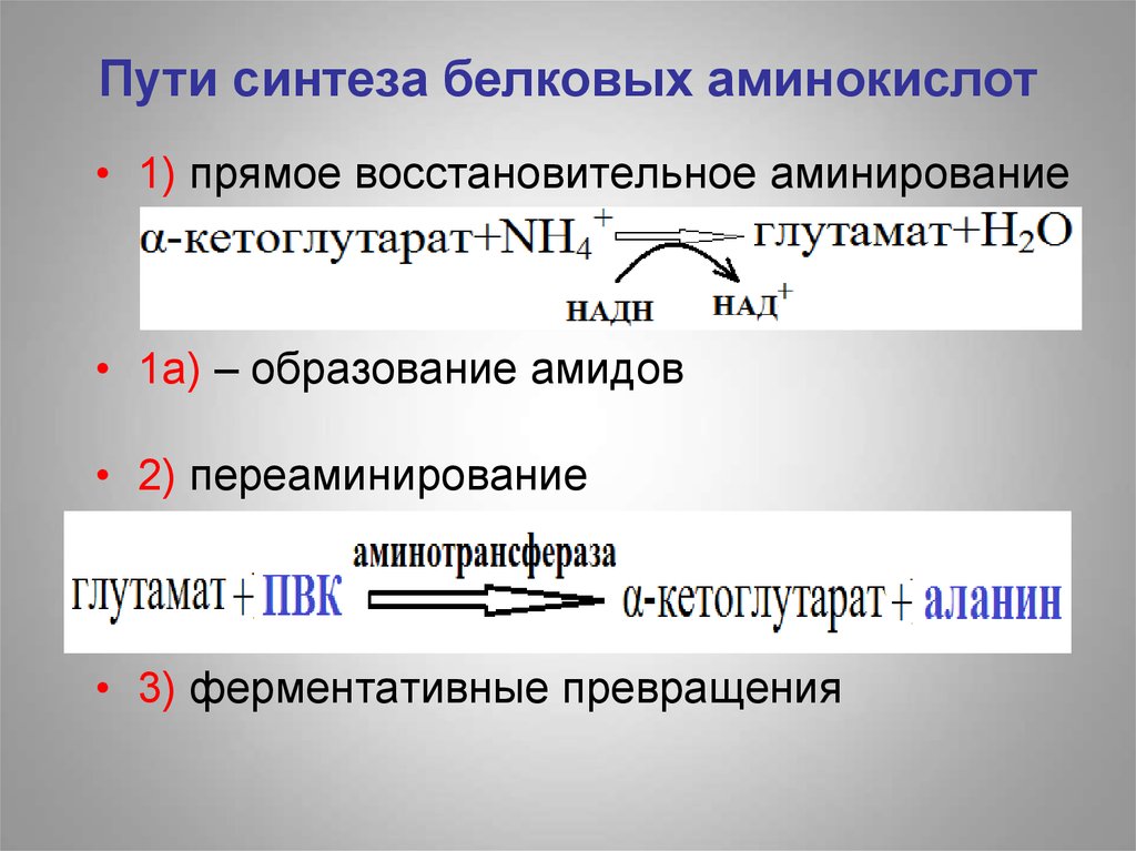 Сколько аминокислот участвует в синтезе белков. Прямое восстановительное аминирование. Восстановительное аминирование аминокислот. Пути синтеза аминокислот. Синтез белка аминокислоты.