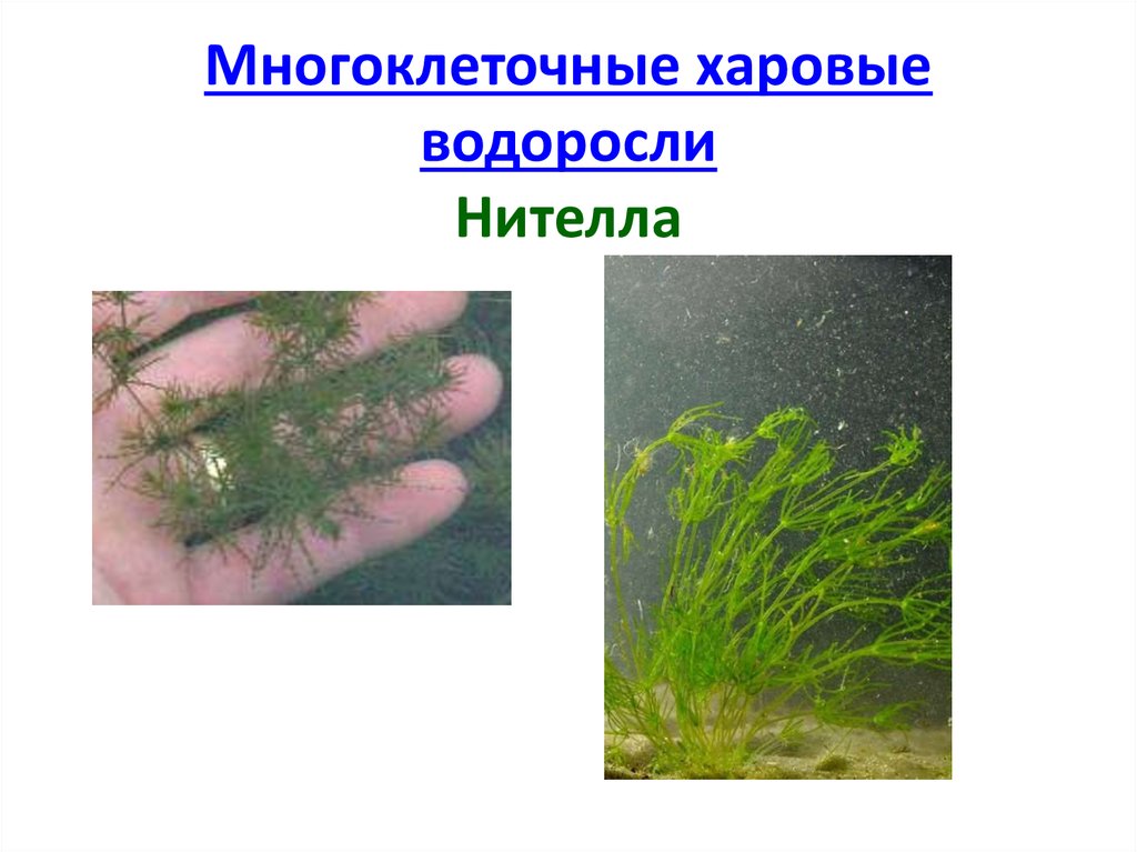 Нителла водоросль. Многоклеточные водоросли харовые. Нителла среда обитания