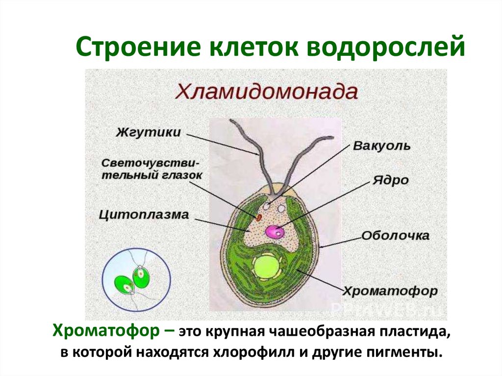 Клетки водорослей образованы. Строение одноклеточной водоросли хламидомонады рисунок. Строение хроматофора у водорослей. Хламидомонада строение рисунок. Строение одноклеточной водоросли хламидомонады.