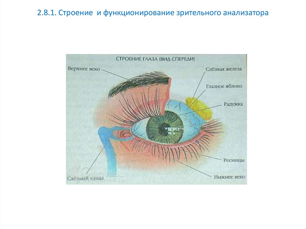 Схема строения глазного анализатора.