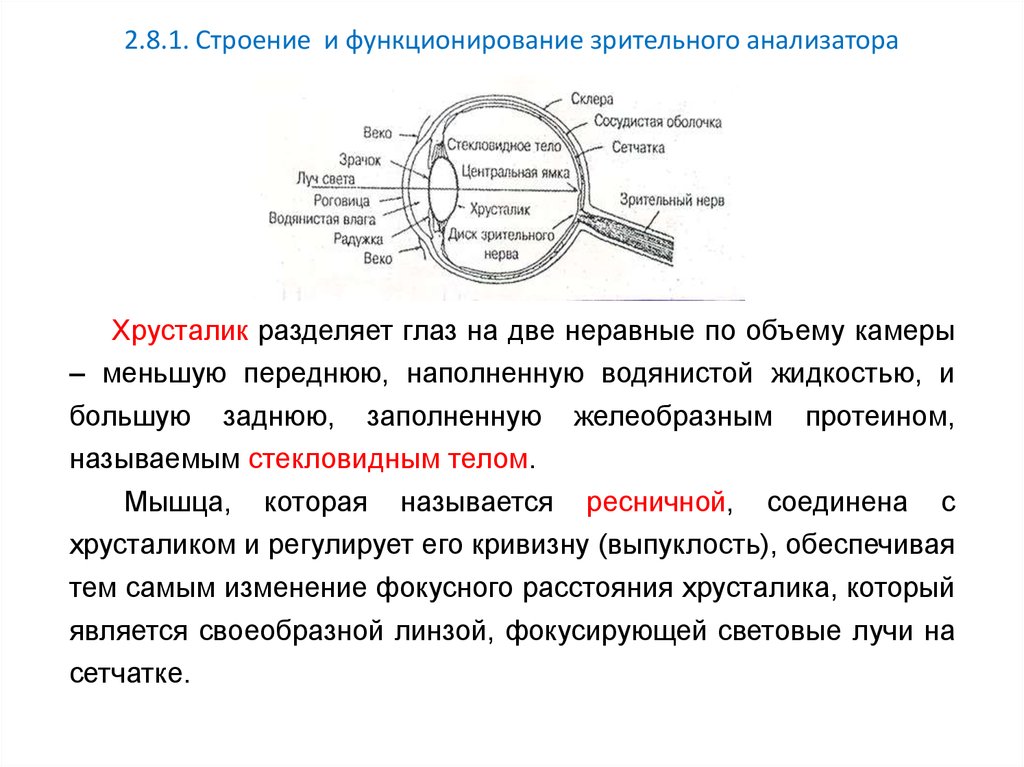 Лабораторная работа зрительный анализатор 8 класс