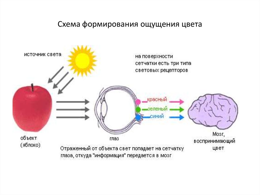 Дополните схему содержащую информацию об источниках света