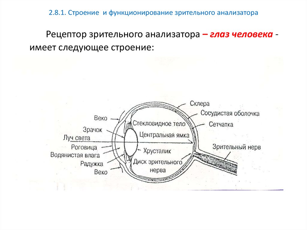 Проводниковым звеном зрительного анализатора является. Анализаторы зрительный анализатор строение. Зрительная строение функции. Структура зрительного анализатора схема.