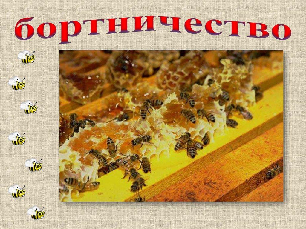 бортничество
