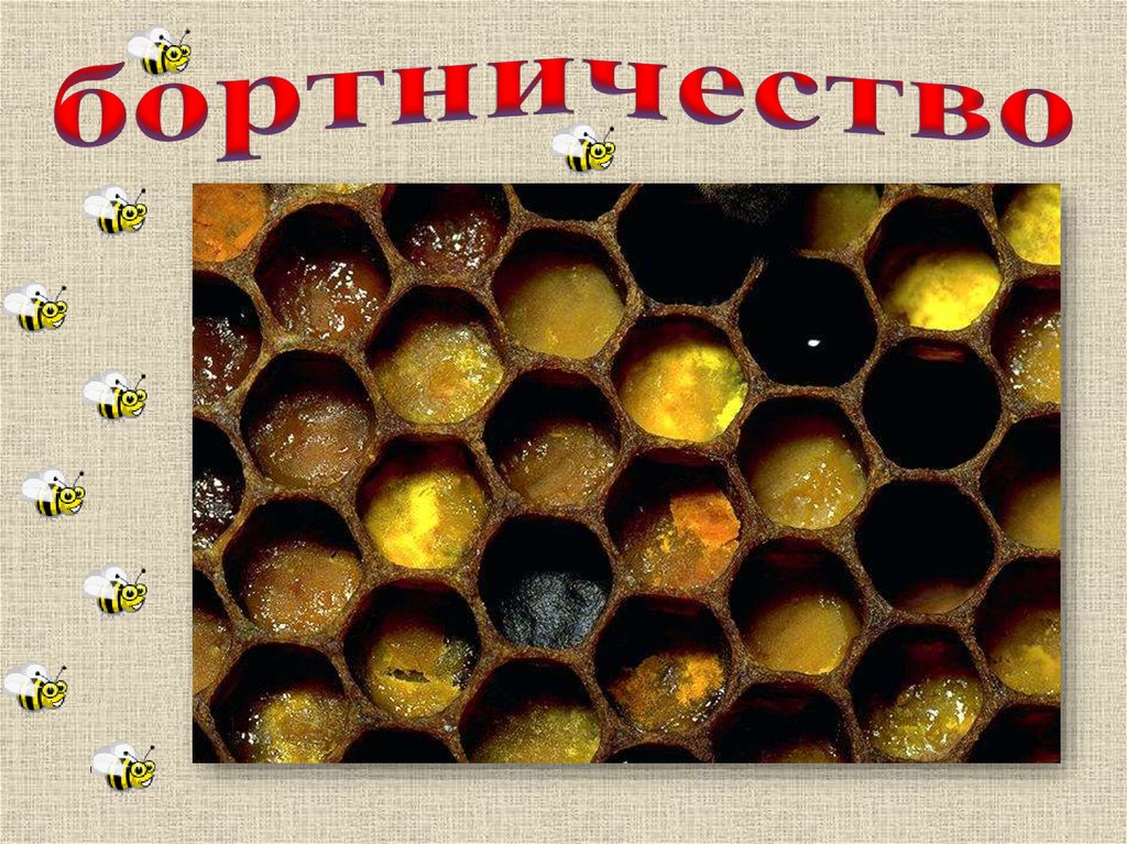 бортничество