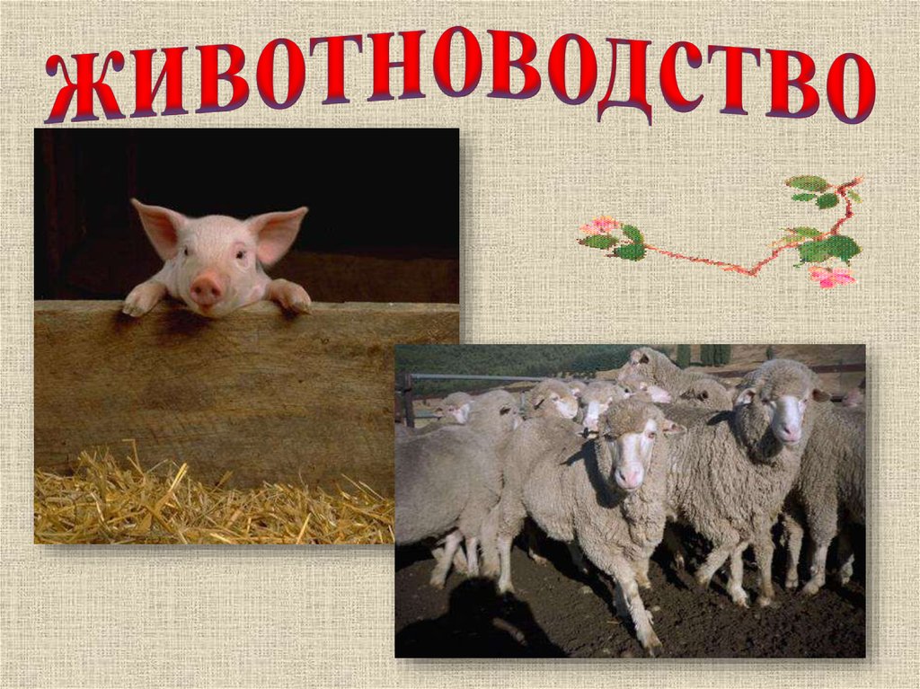 животноводство