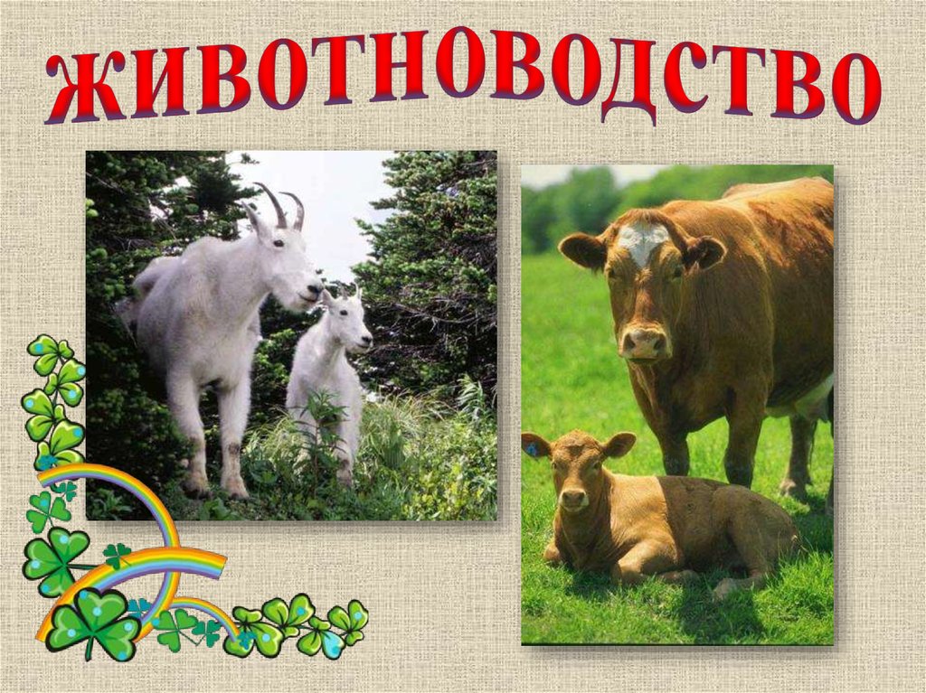 животноводство