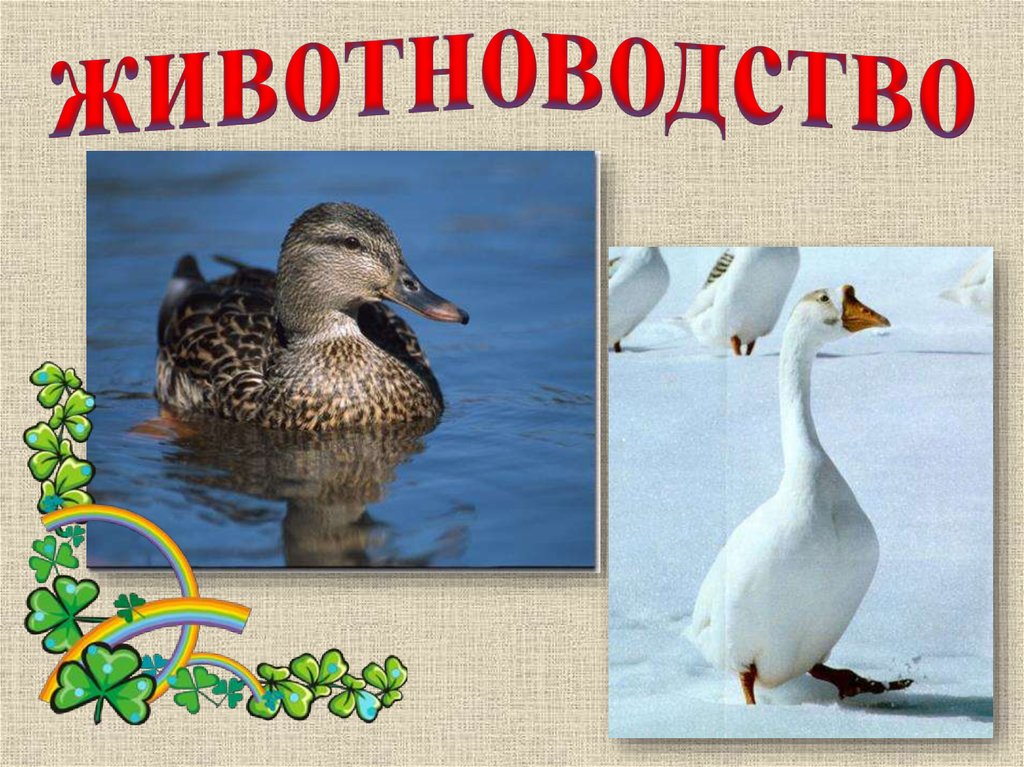 животноводство