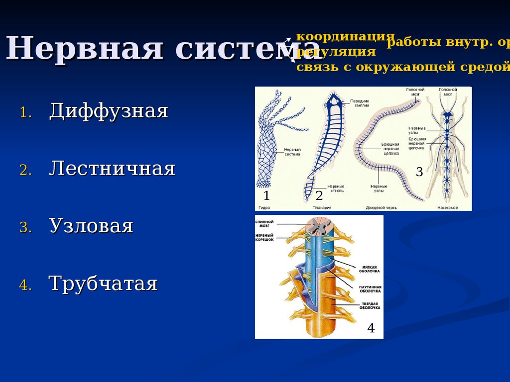 Диффузная нервная система характерна для животных типа. Нервная система диффузного типа. Узловая нервная система. Нервная система лестничного типа. Трубчатая нервная система.