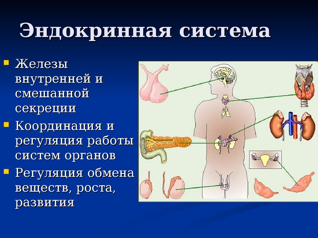 Железы внутренней секреции презентация 8. Система желёз внутренней секреции. Органы желез внутренней секреции. Органы эндокринной системы. Эндокринная система организма желез.