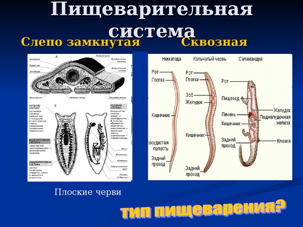 Какие системы органов выполняют выделительную функцию