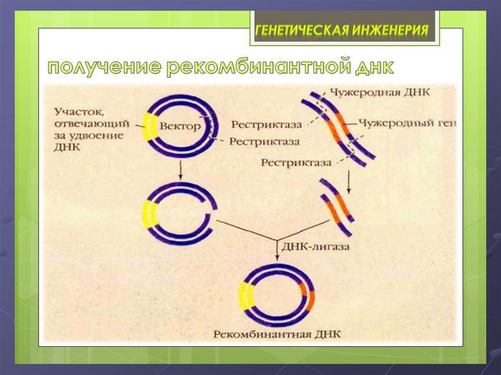 Этапы генной инженерии схема