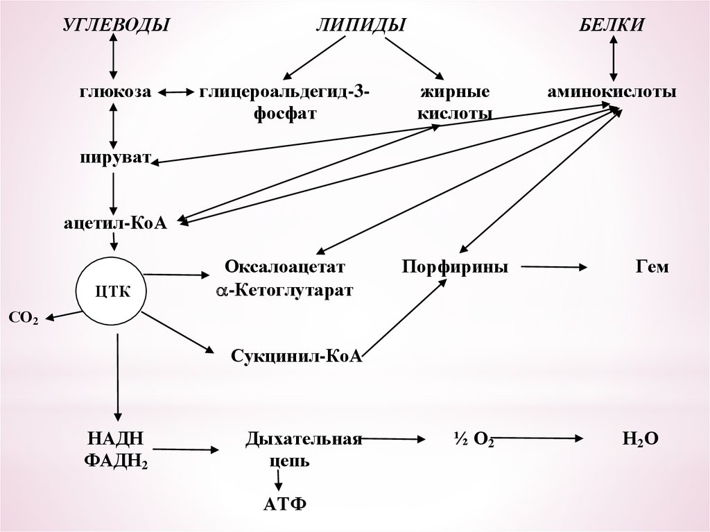 Схема путей использования жиров в организме