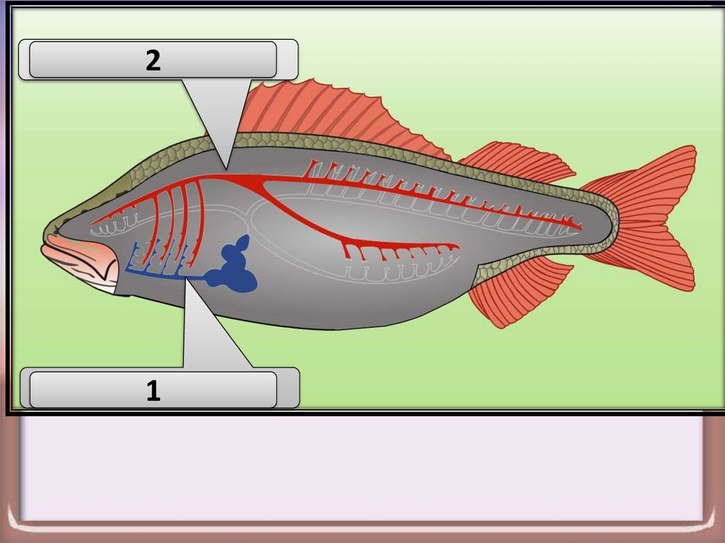 Внутреннее строение костистой рыбы рисунок с подписями