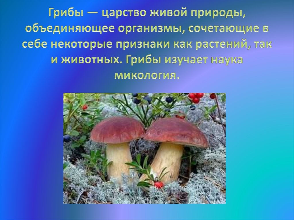 Особенности грибов в природе
