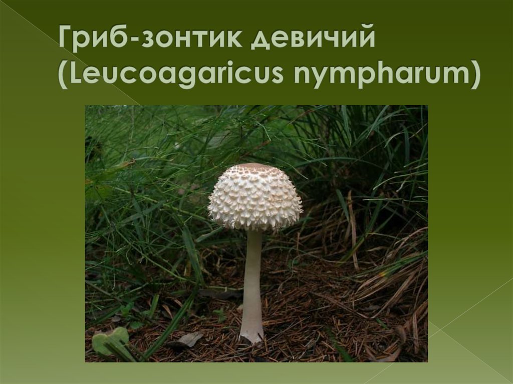 Гриб-зонтик девичий (Leucoagaricus nympharum)