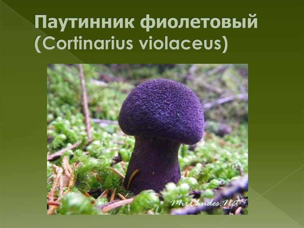 Паутинник фиолетовый (Cortinarius violaceus)