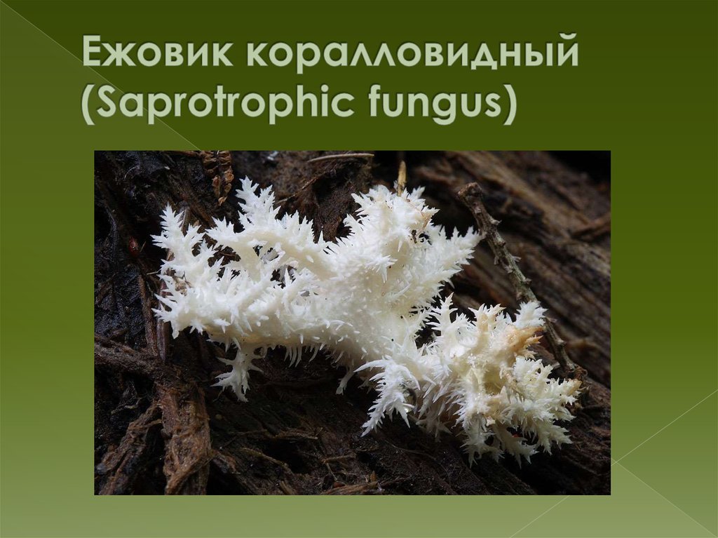 Ежовик коралловидный (Saprotrophic fungus)